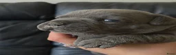 Staffordshire Bull Terrier dogs for sale: Blue / Black Staffordshire bull terrier puppies - Advert 5