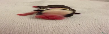 Boston Terrier 4 ( purple )