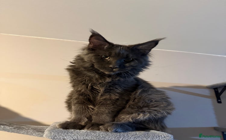 Maine Coon cats - Advert 1