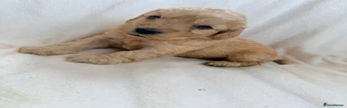Yellow puppy