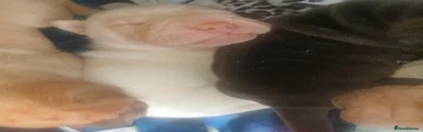 Shar Pei 5