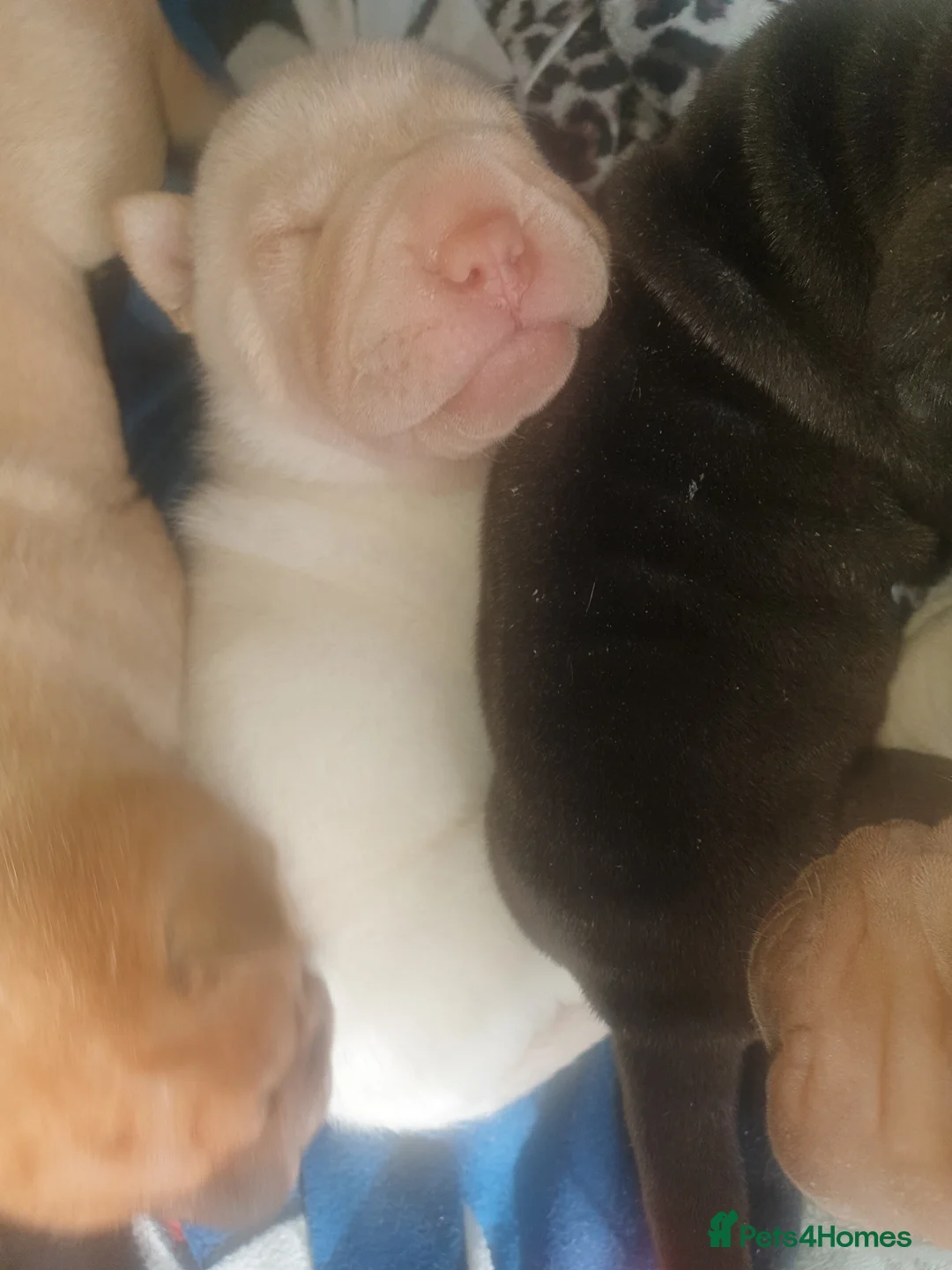 Shar Pei dogs for sale: Wrinkley cuddley shar pei pups  - Advert 2