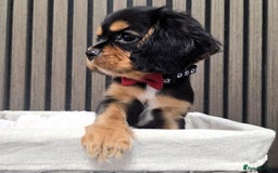 Cavalier King Charles Spaniel dogs for sale: Gorgeous Cavalier Puppies Ready2Go - Image 6