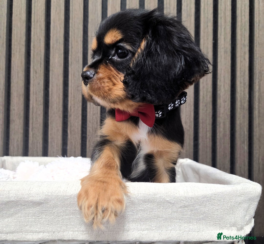 Cavalier King Charles Spaniel dogs for sale: Gorgeous Cavalier Puppies Ready2Go - Image 6