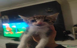 Mixed Breed cats for sale: Kittens - Image 6