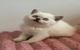 British Shorthair cats for sale: British short hairs  - Image 23