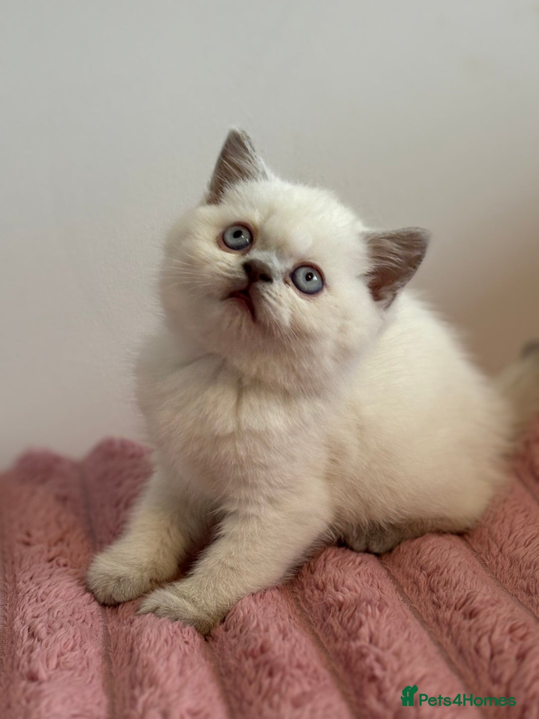 British Shorthair cats for sale: British short hairs  - Image 23