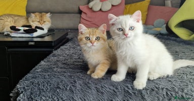 British Shorthair cats - Advert 3