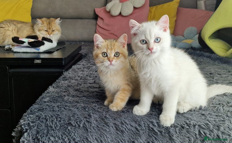 British Shorthair cats - Advert 6
