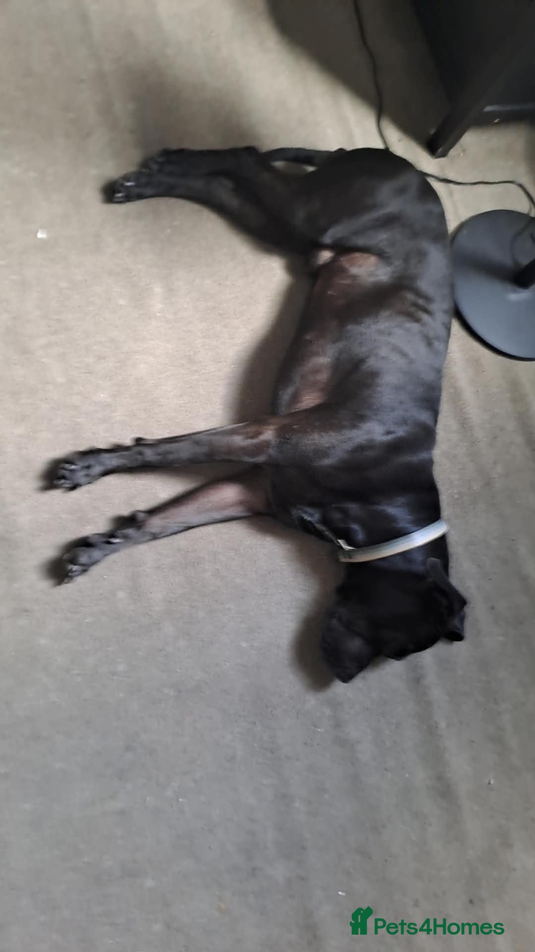 Mixed Breed dogs for sale: Cane corso x labrador  - Advert 2