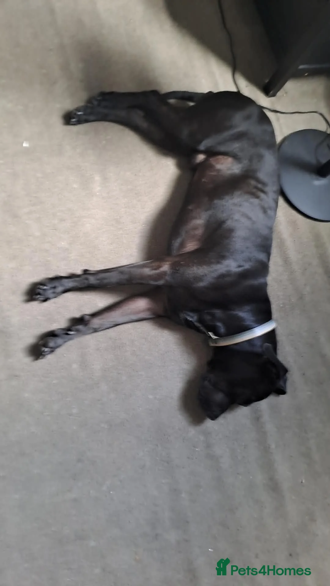 Mixed Breed dogs for sale: Cane corso x labrador  - Advert 2