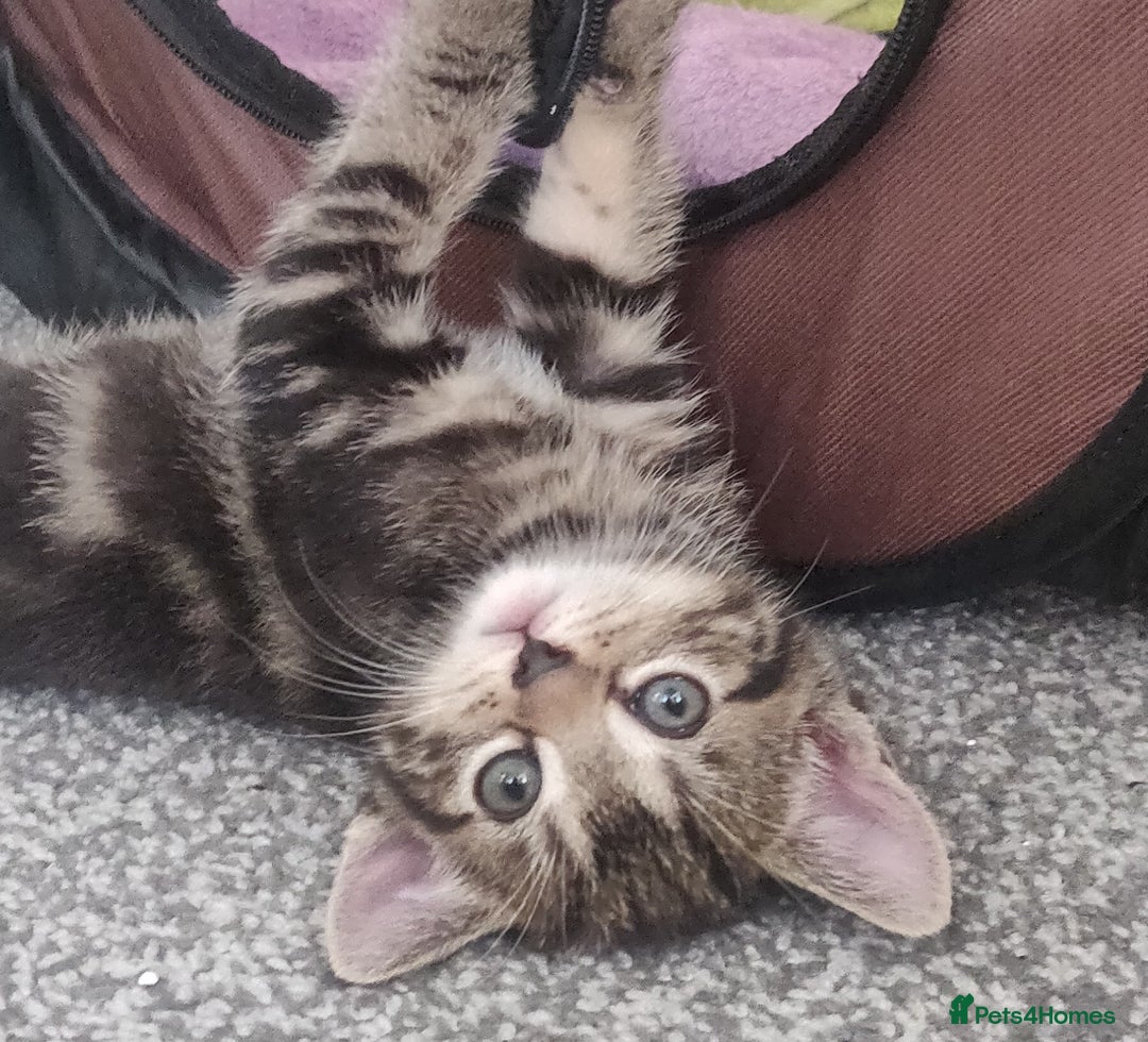 Bombay cats for sale: 4 adorable kittens for sale mixed breed litter ⁠♡ - Image 1