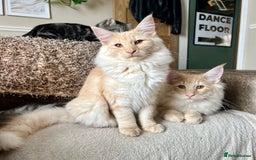 Norwegian Forest Cat cats for sale: Full FIFe pedigree Norwegian Forest Kittens  in Normanton - Image 29