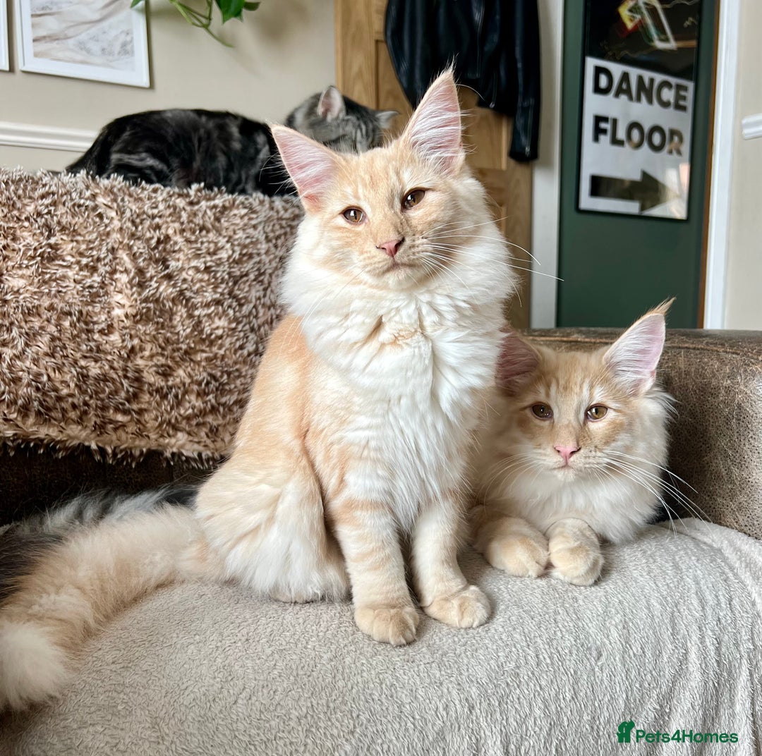 Norwegian Forest Cat cats for sale: Full FIFe pedigree Norwegian Forest Kittens  in Normanton - Image 29
