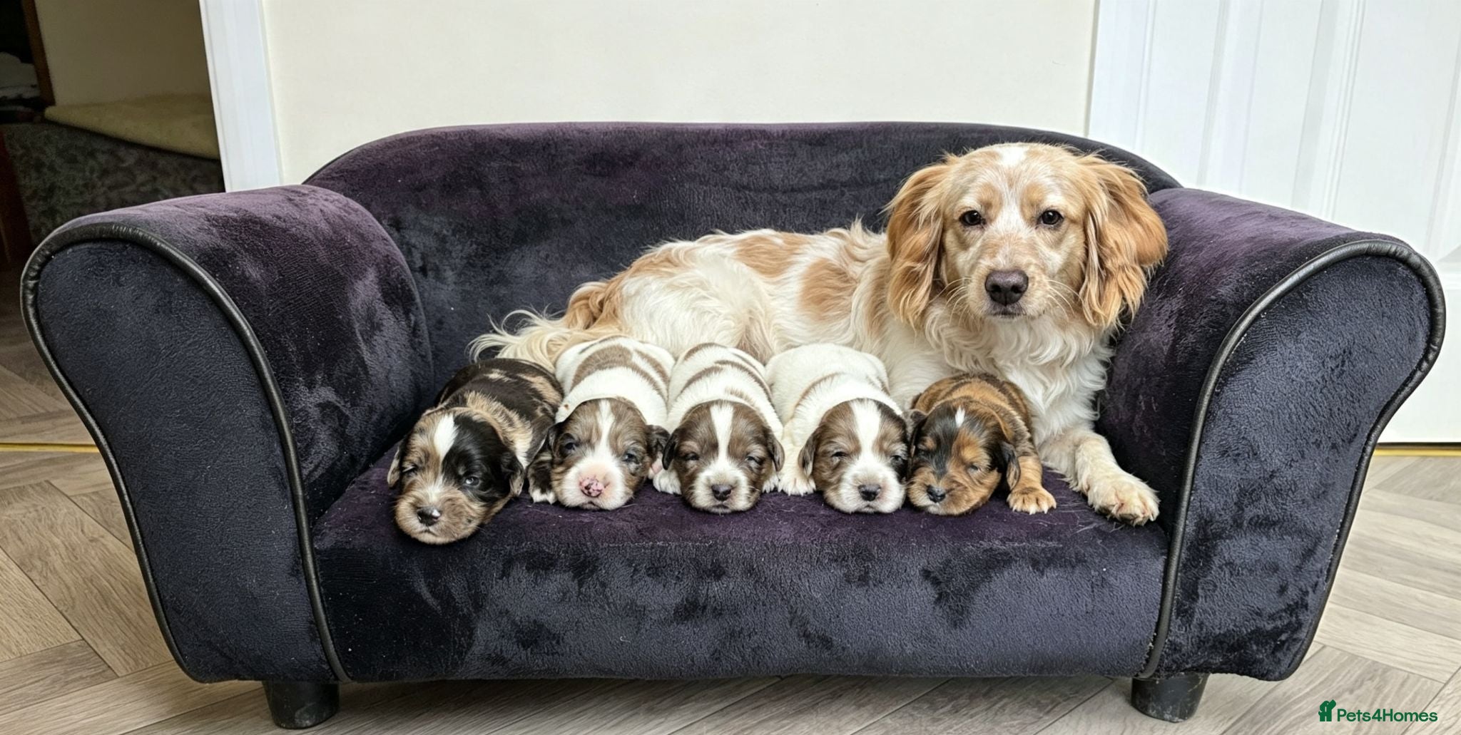 Cocker Spaniel dogs Working cocker spaniel onlt 2 left - Advert 1