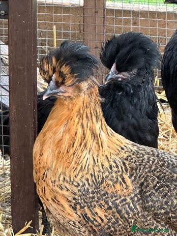 Chickens poultry - Advert 1