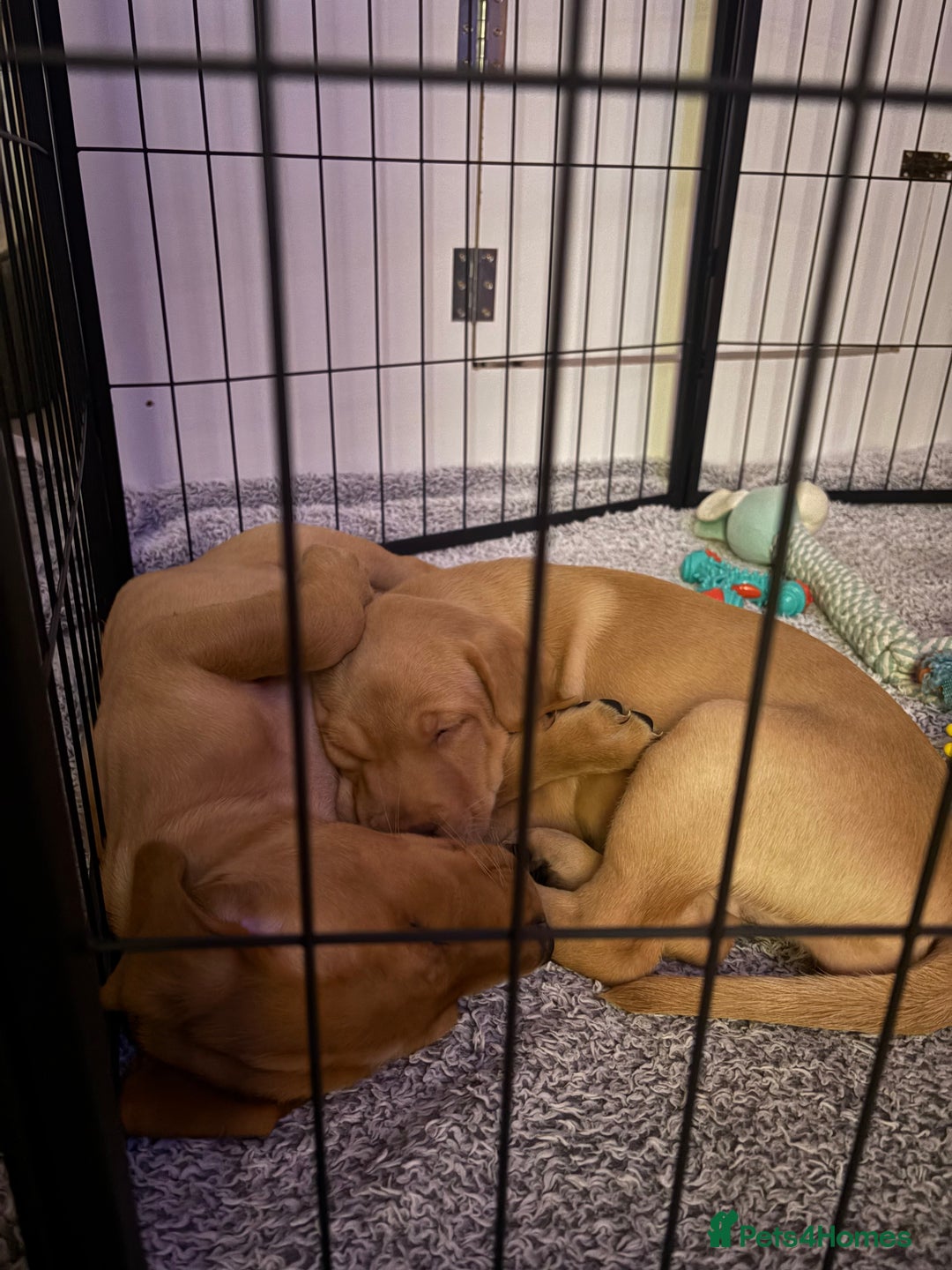 Labrador Retriever dogs for sale: 3x chunky Labradors for sale  - Advert 8