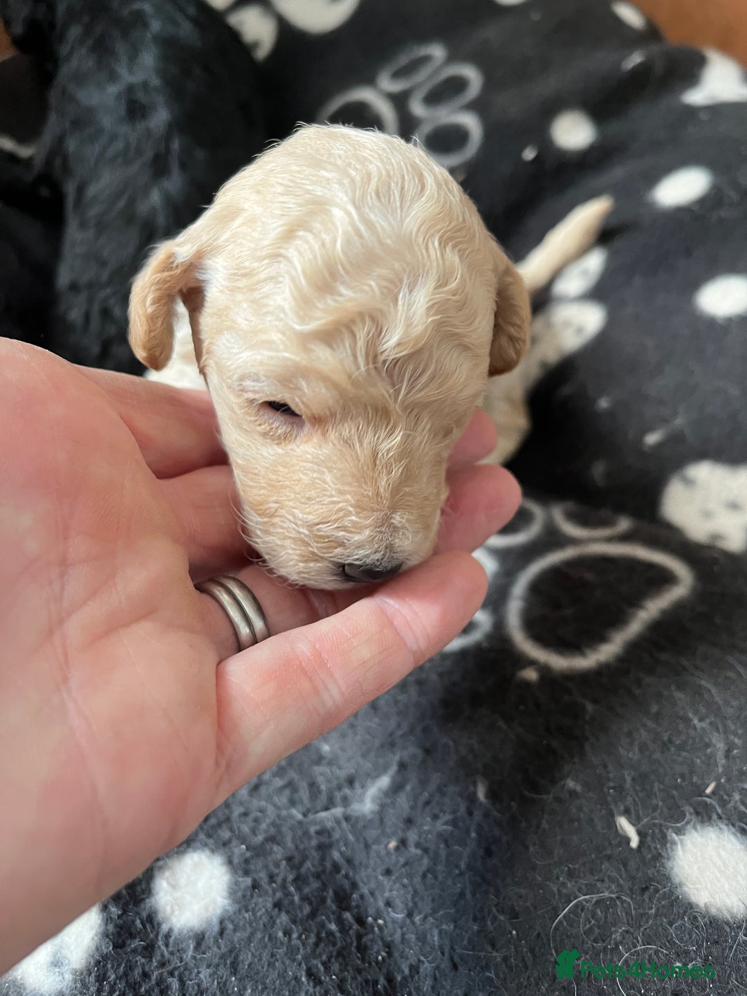 Miniature Poodle dogs for sale: Gorgeous miniature poodle pups - Image 9