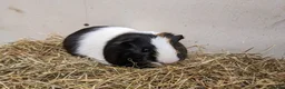 Guinea Pig rodents for sale: Gorgeous male guinea pig Ziggy - Advert 4