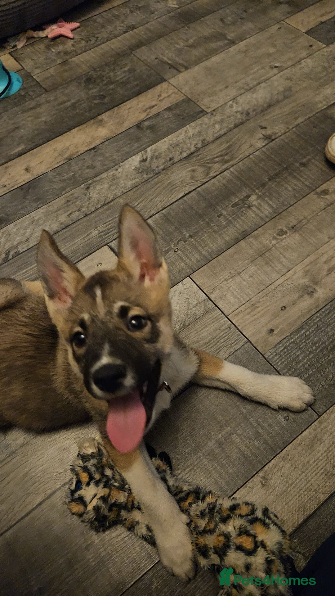 Siberian Husky dogs for stud: Looking for her man - Image 5