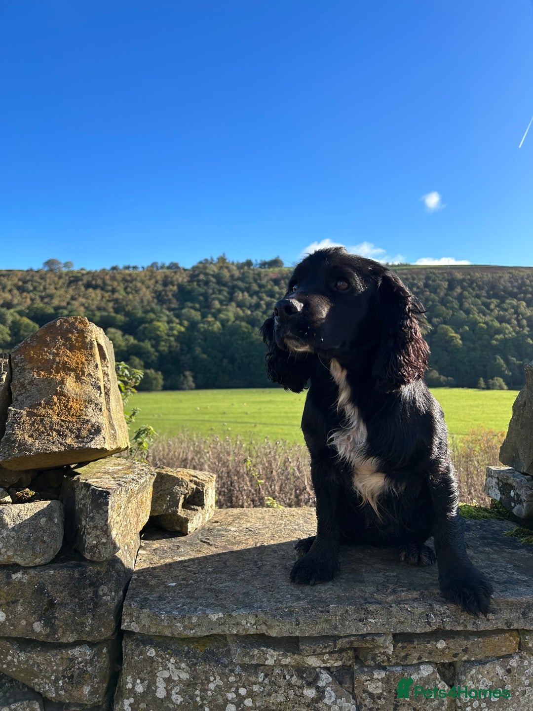 Cocker Spaniel dogs for stud: Genuine Working Cocker Spaniel Stud - Image 2