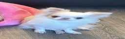 Chihuahua dogs for sale: Stunning pure white longcoat chi boy - Advert 4