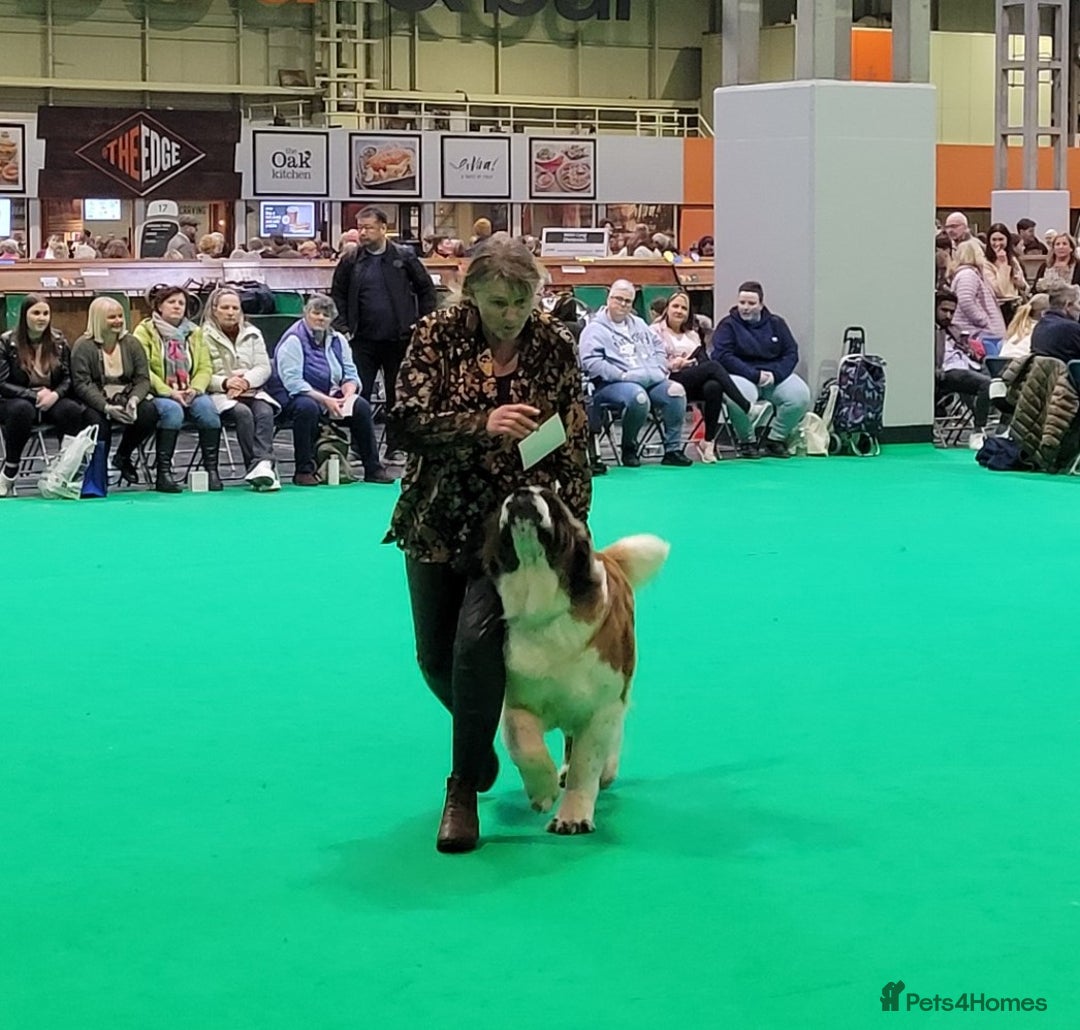 Saint Bernard dogs for sale: KC Reg Pups To Approved Homes. Health-tested line. - Advert 6