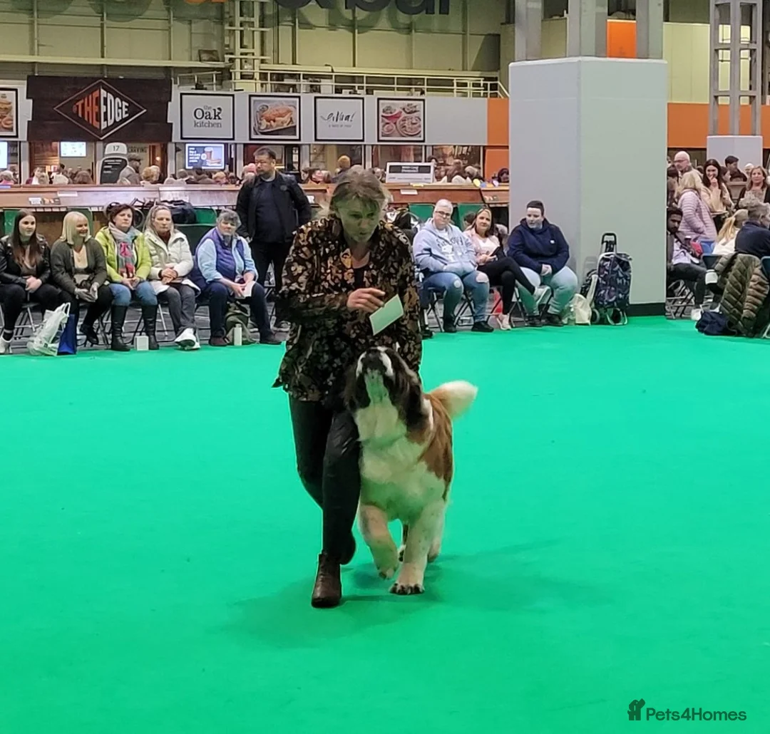 Saint Bernard dogs for sale: Health-tested line established 1990s. - Advert 18