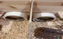 Hamster rodents for sale: 2 Boy Dwarf Hamsters  - Image 5
