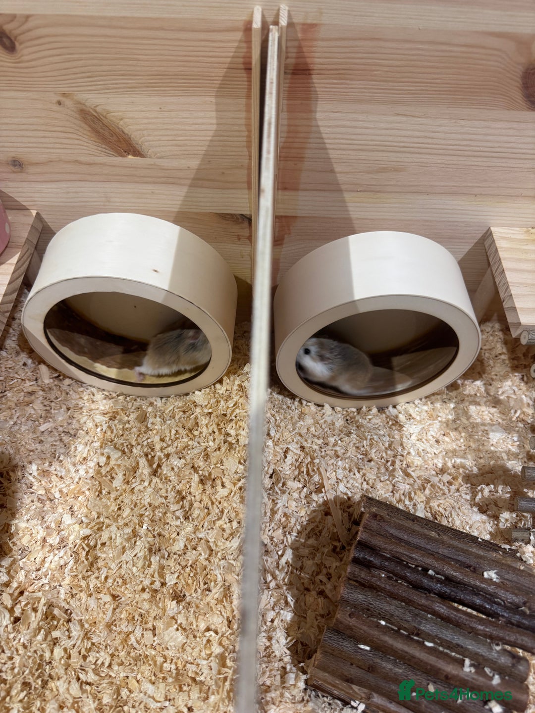 Hamster rodents for sale: 2 Boy Dwarf Hamsters  - Image 5
