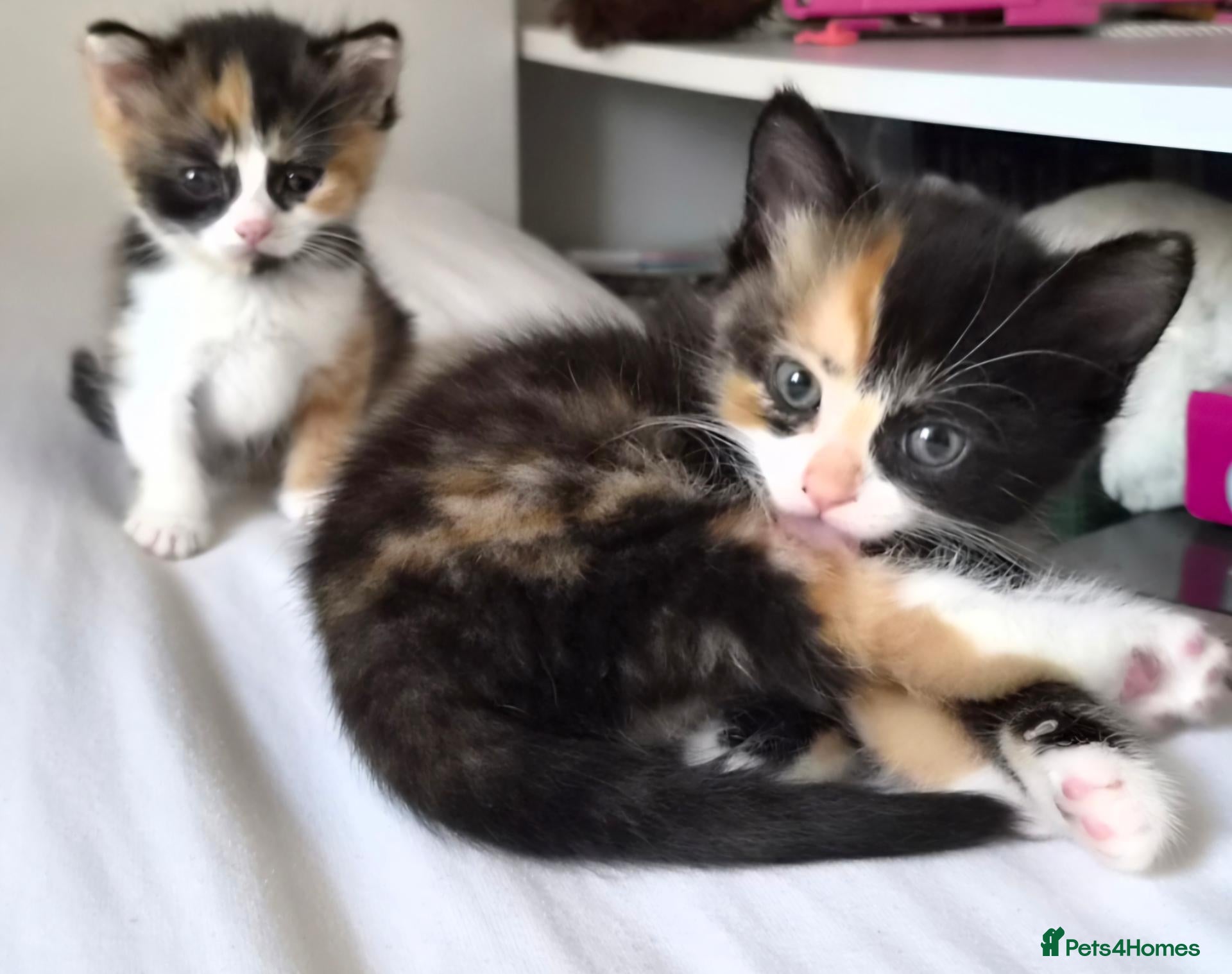 Mixed Breed cats Lovely kittens - Advert 4