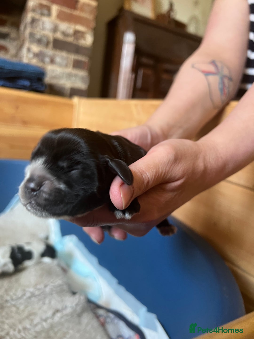 Cocker Spaniel dogs for sale: Stunning Show Cocker Spaniel litter - Image 7