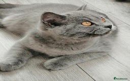 Scottish Fold cats for sale: Scottish straight boy - Image 2