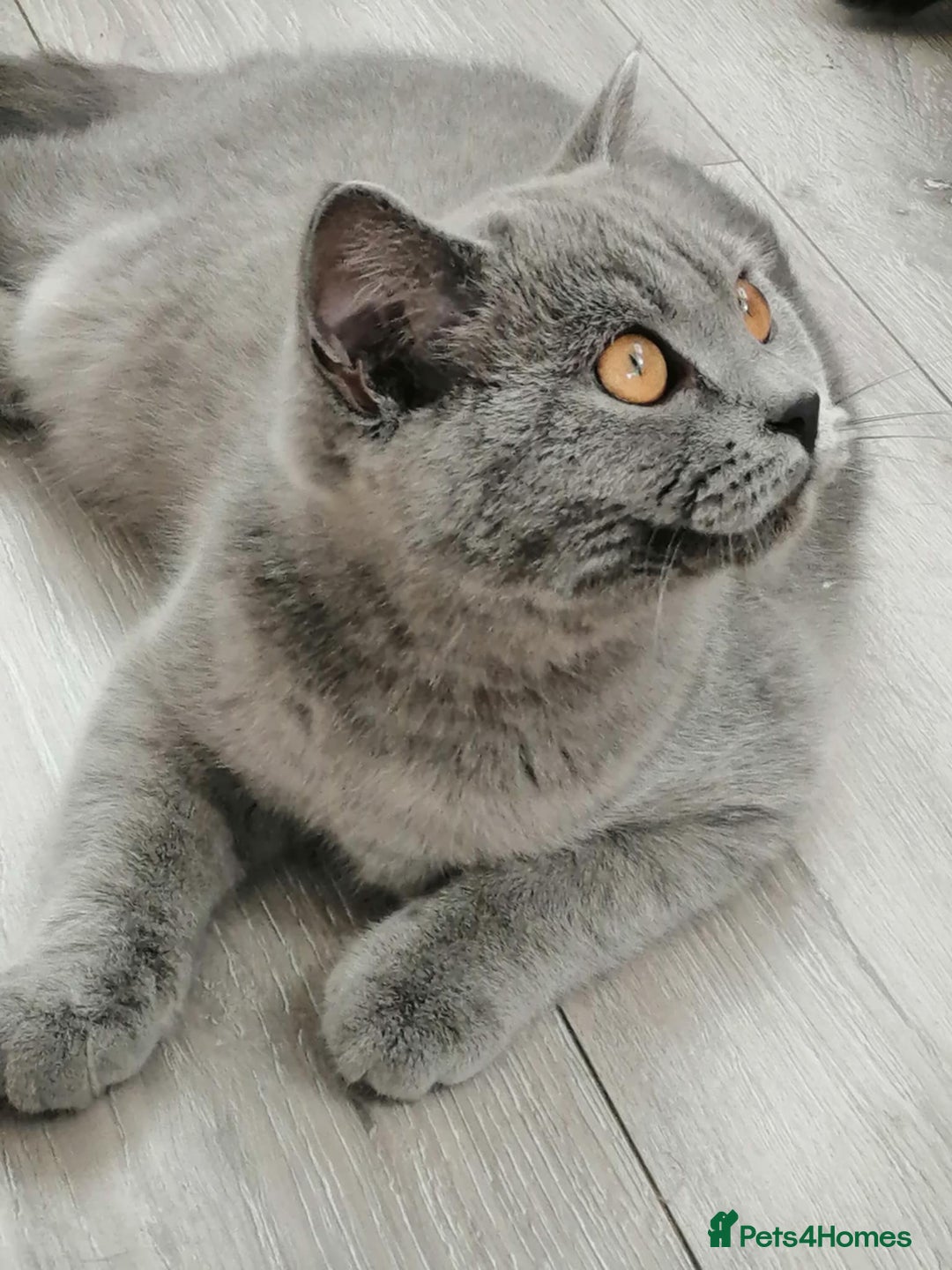 Scottish Fold cats for sale: Scottish straight boy - Image 2