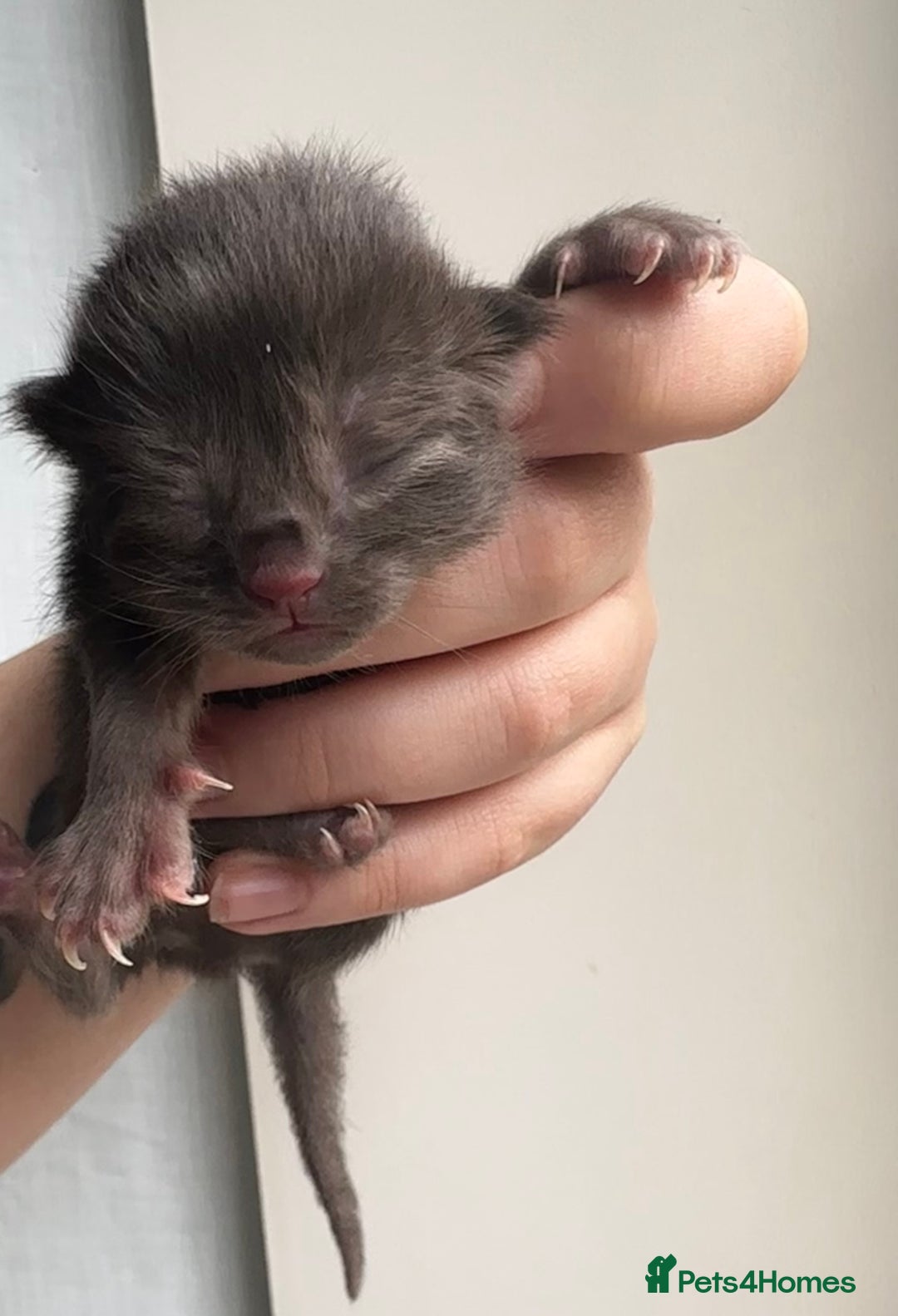 Persian cats for sale: CHOCOLATE PERSIAN KITTENS - Image 1