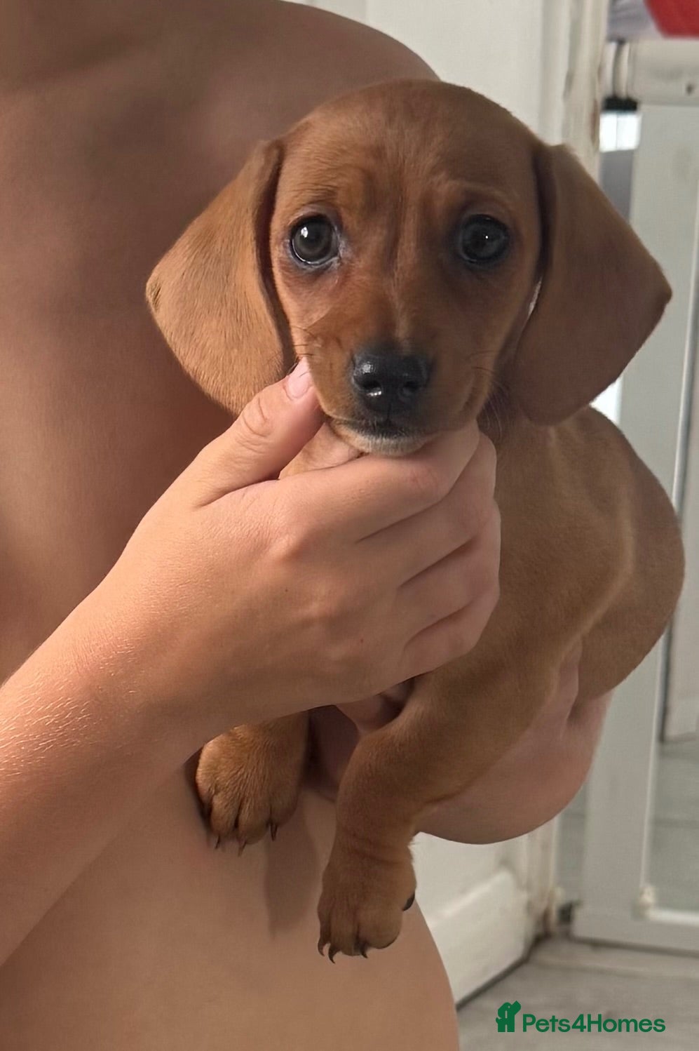 Miniature Dachshund dogs Beautiful 😍 Solid Red Female Miniature Dachshund  - Advert 2