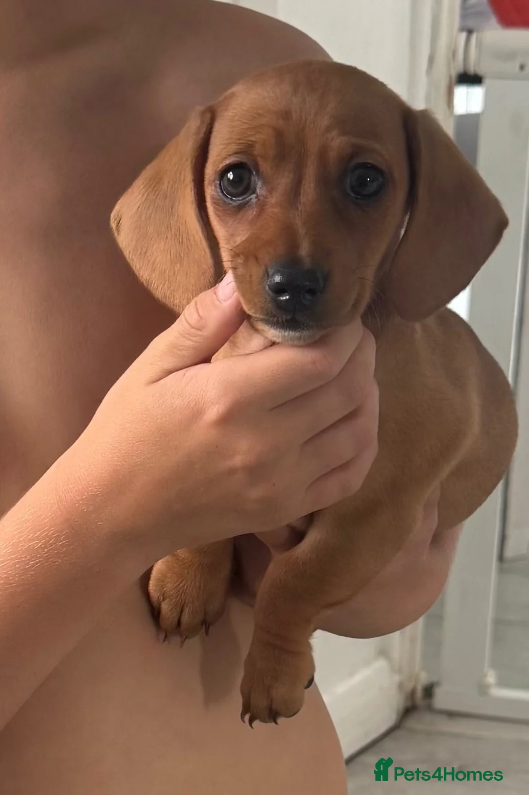 Miniature Dachshund dogs for sale: Beautiful 😍 Solid Red Female Miniature Dachshund  - Advert 1