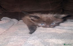 Mixed Breed cats for sale: 5 beautiful kittens mother part ragdoll - Image 4