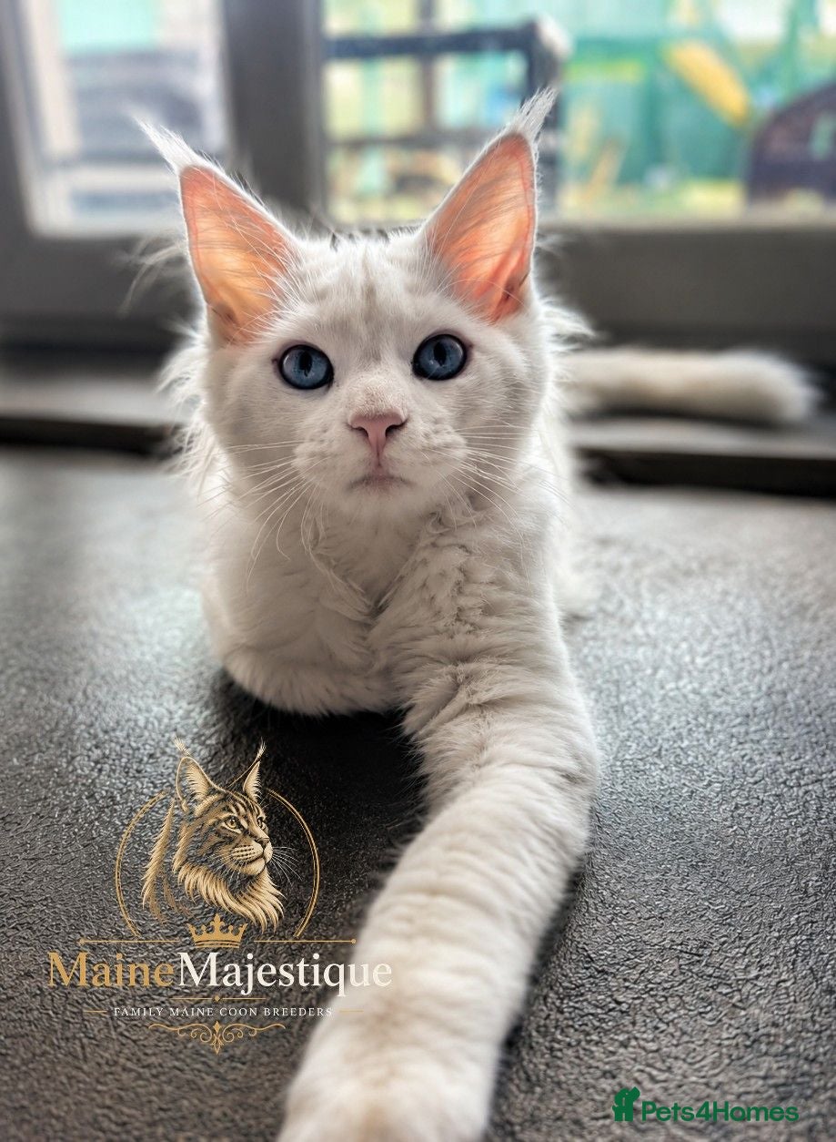 Maine Coon cats Ready Now TICA Pedigree Mainecoon Kitten Blue Eyed - Advert 2