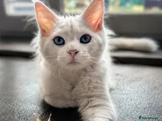 Maine Coon cats Ready Now TICA Pedigree Mainecoon Kitten Blue Eyed - Advert 2