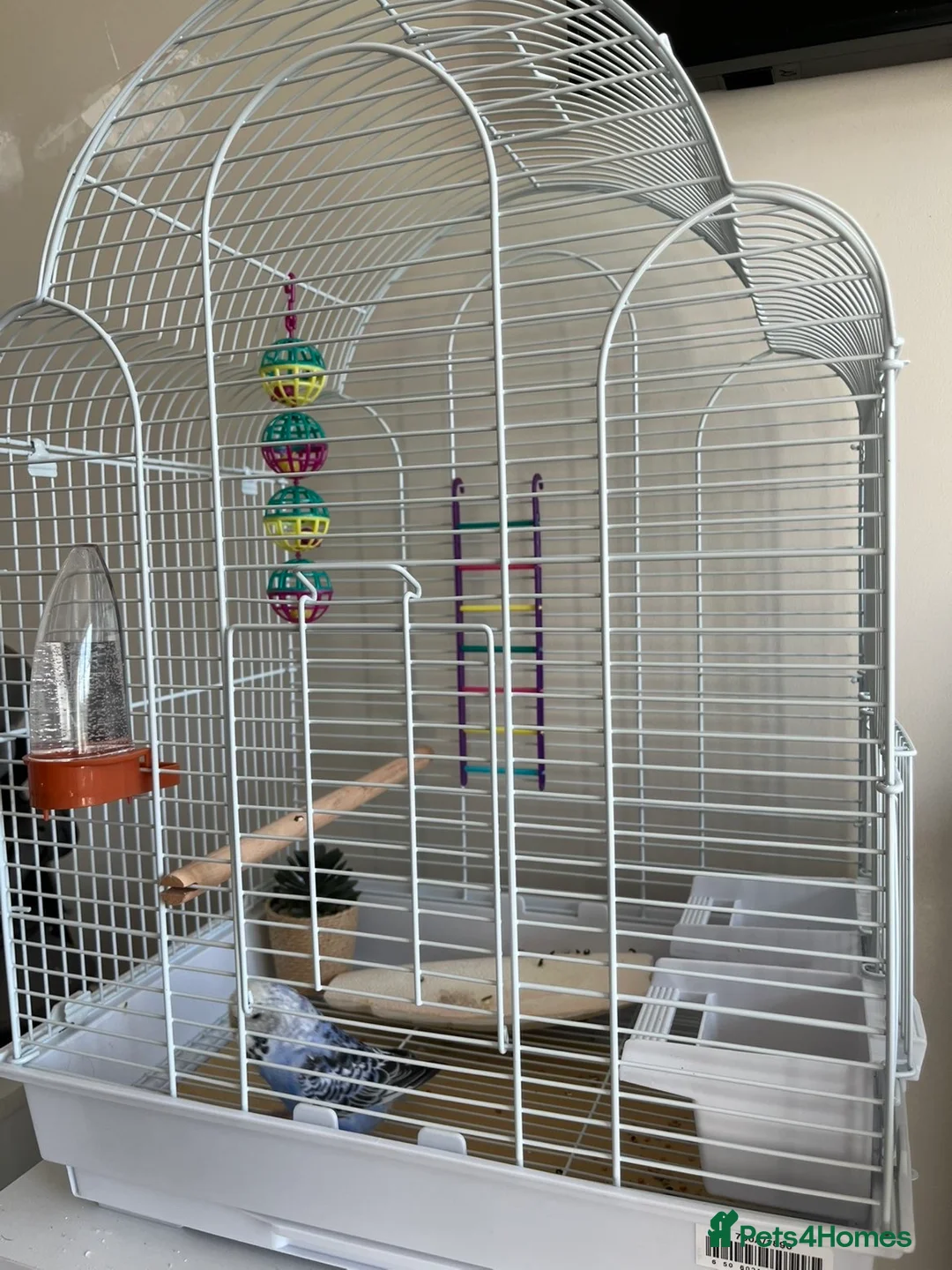 Budgerigars birds for sale: Female budgie and full set up in Castleford - Advert 2