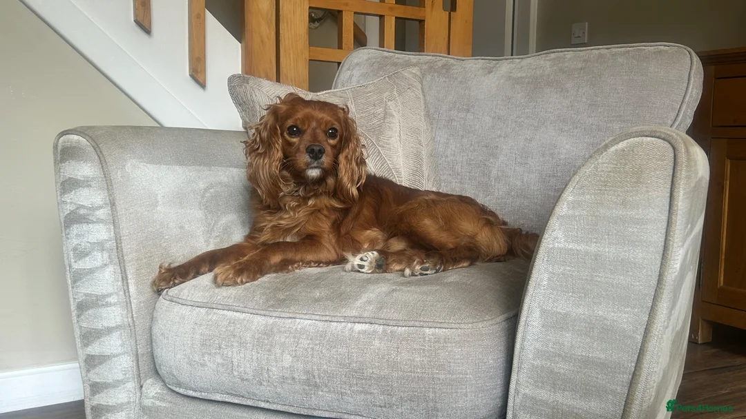 Cavapoo dogs for stud: Cavapoo available for stud  - Advert 2