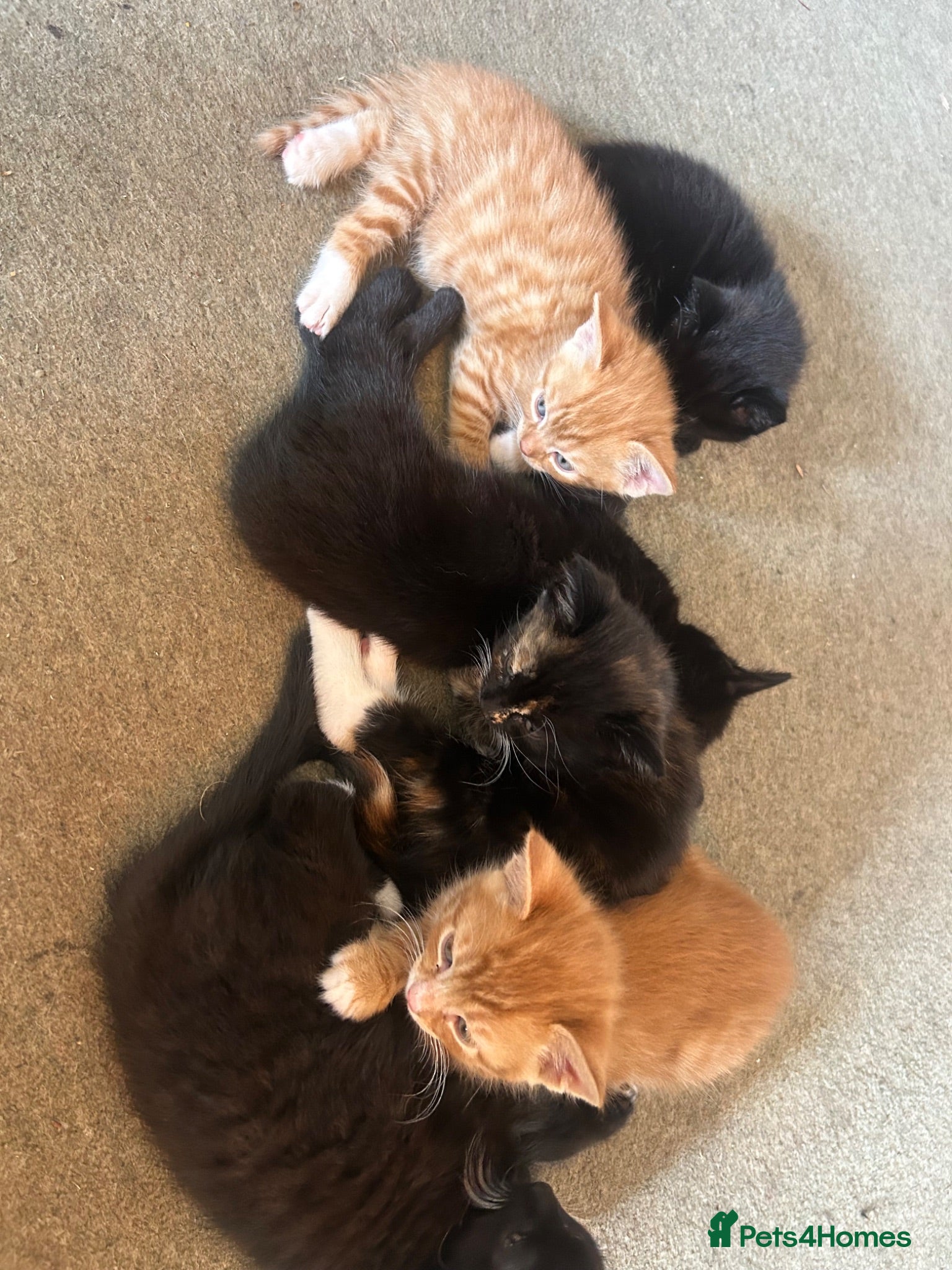 Mixed Breed cats 9 kittens  - Advert 1