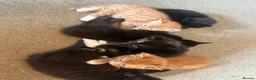 Mixed Breed cats for sale: 9 kittens  - Advert 1