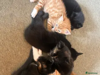 Mixed Breed cats 4 kittens ready to go - Advert 1