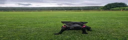 Mixed Breed dogs for sale: Daisy in Oldham - Advert 2