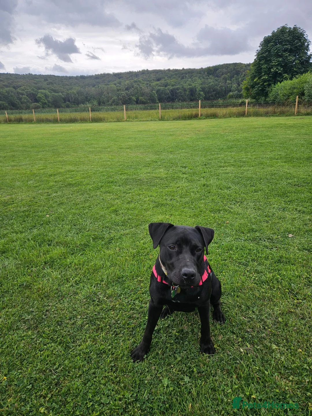Mixed Breed dogs for sale: Daisy in Oldham - Advert 2