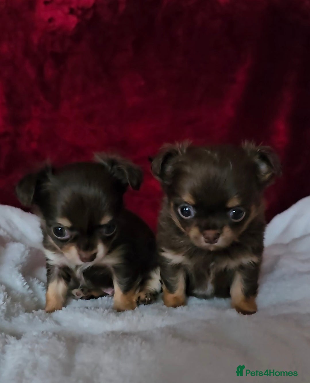 Chihuahua dogs KC reg Chocolate and tan chihuahua pups for sale - Advert 1