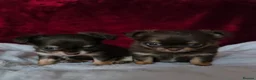 Chihuahua dogs for sale: KC reg Chocolate and tan chihuahua pups for sale - Advert 1