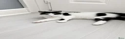 Mixed Breed cats for sale: Black and White Kittens - Advert 2